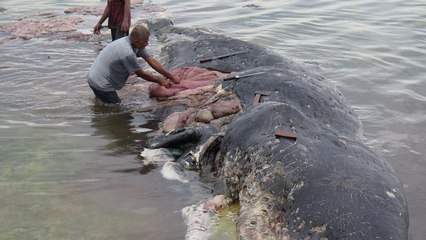 Gobelets, tongs... 6 Kg de plastique avalés par un cachalot en Indonésie