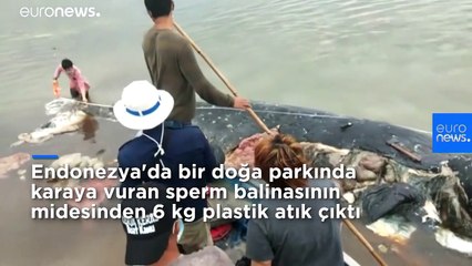 Ölü balinanın midesinden 115 plastik bardak, 4 plastik şişe, 25 plastik poşet ve 2 terlik çıktı