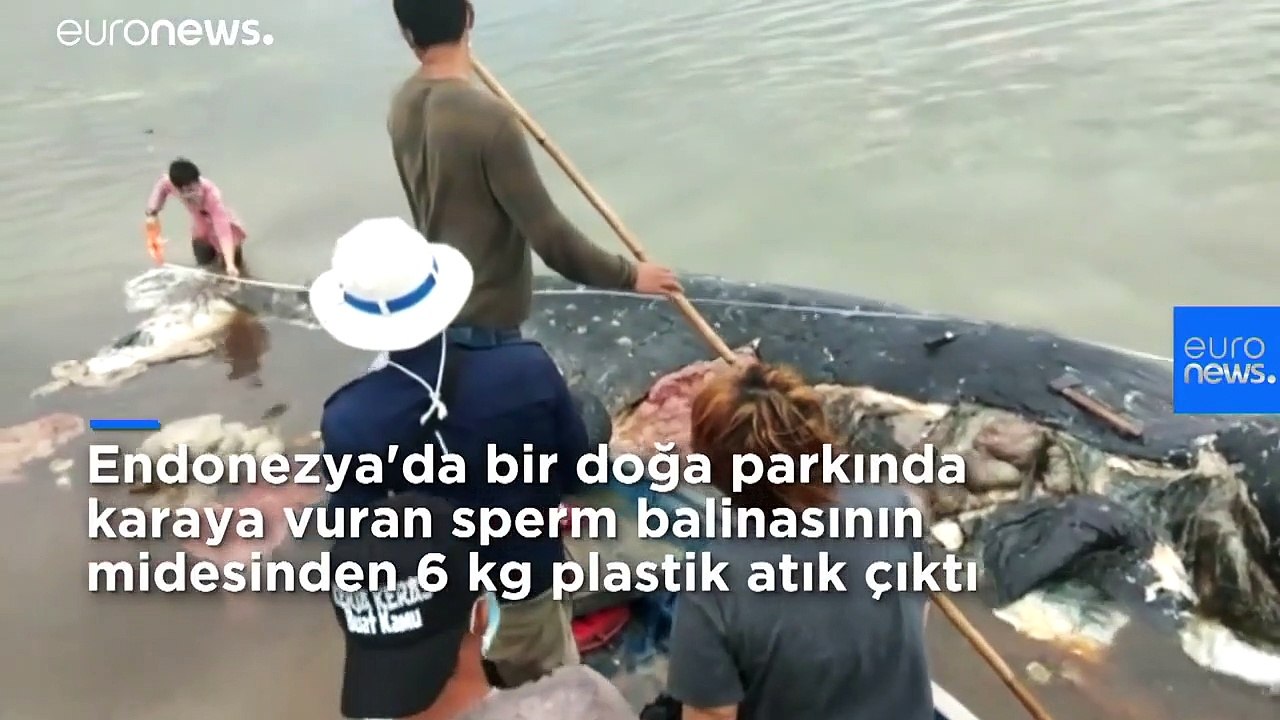 Ölü balinanın midesinden 115 plastik bardak, 4...