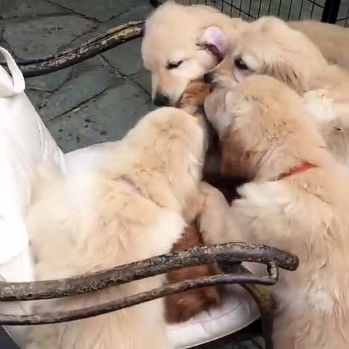 Des chiens viennent câliner un chat