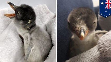 시드니 아쿠아리움의 동성애 펭귄, 첫 새끼 맞이