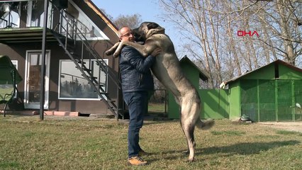 'Karaboğa' isimli kangal köpeğine tam 125 bin lira değer biçildi