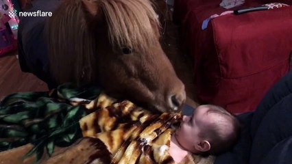 Pony tucks baby into bed for a good night's sleep