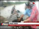 Paus Sperma Mati, Perutnya Mengandung 6 Kg Sampah Plastik