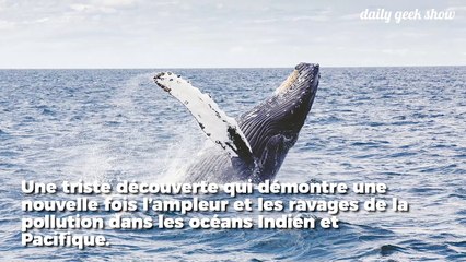 6 kilos de plastique dans le ventre d'une baleine