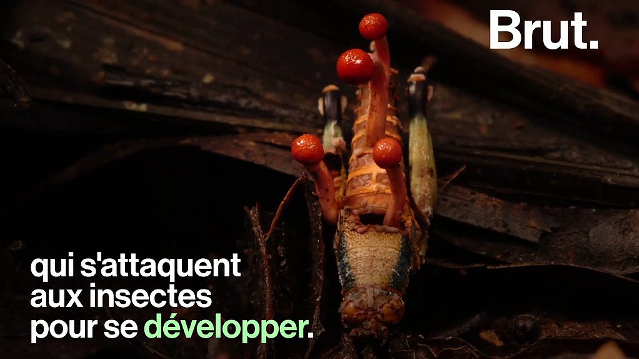 Ce champignon parasite transforme les insectes en zombies