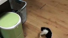 Un chat joue avec un chaton