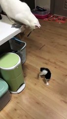 Un chat joue avec un chaton