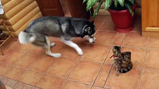 Un Husky veut jouer avec un chat prudent