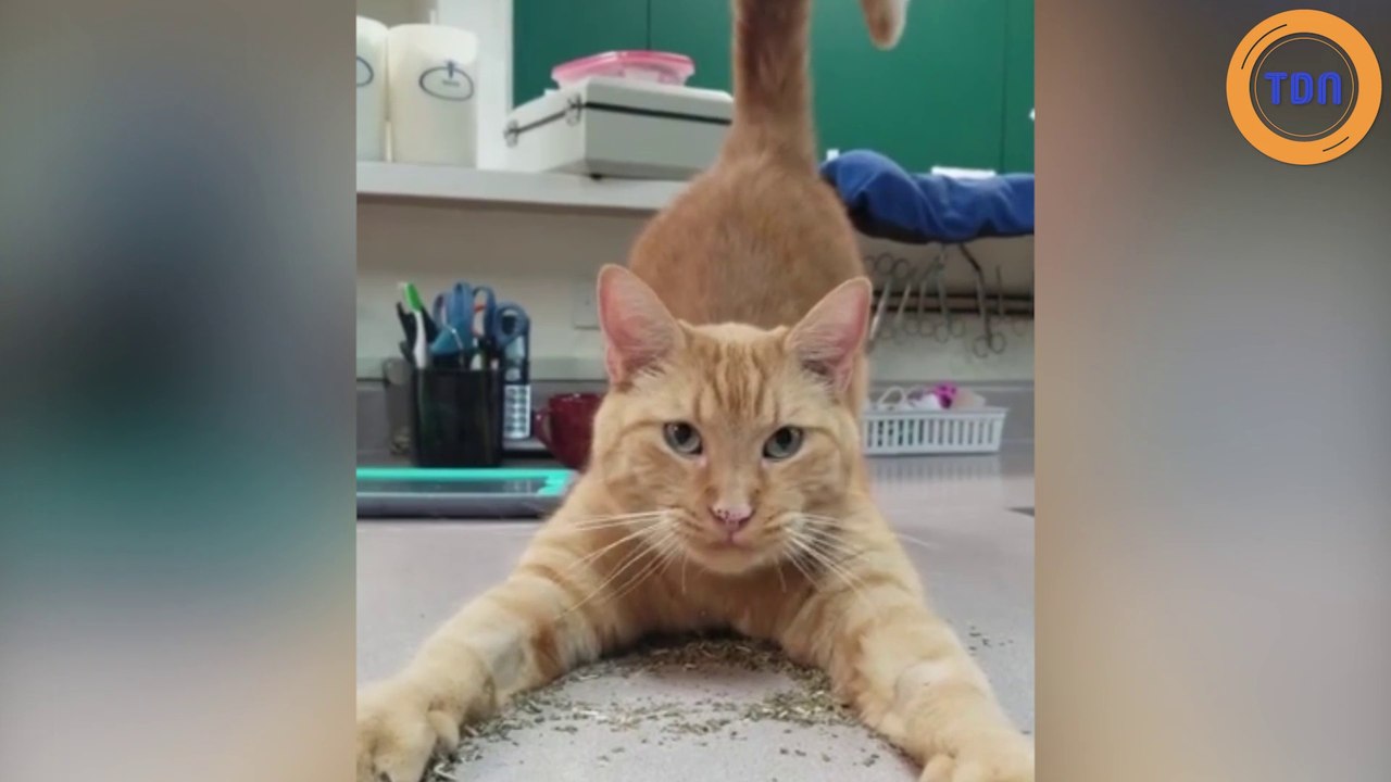 Ce chat s'amuse comme un fou avec de l'herbe à chat !