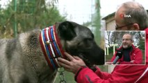 Bu Kangal Köpeğinin Fiyatı Lüks Arabalarla Yarışıyor...