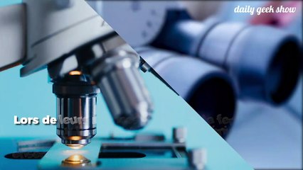 Chez ces insectes, les sexes sont inversés