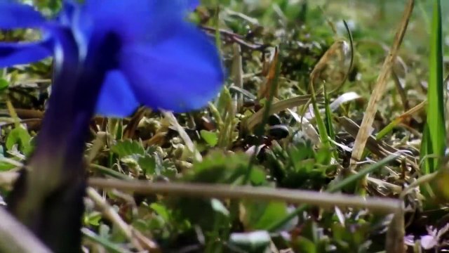 Attenboroughs and the Empire of the Ants - Ant Documentary