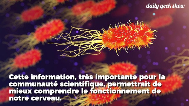 Des bactéries trouvées dans le cerveau