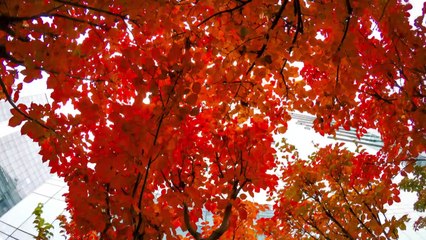 [영상] 가을의 끝자락 / YTN