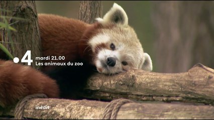 Les animaux du zoo - Boule de poils et gros chaton - Bande annonce