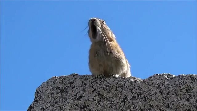 Un pika se prend pour Freddie Mercury (parodie)