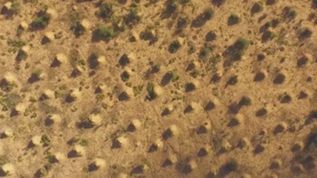 Descubren megalópolis construida por termitas en Brasil