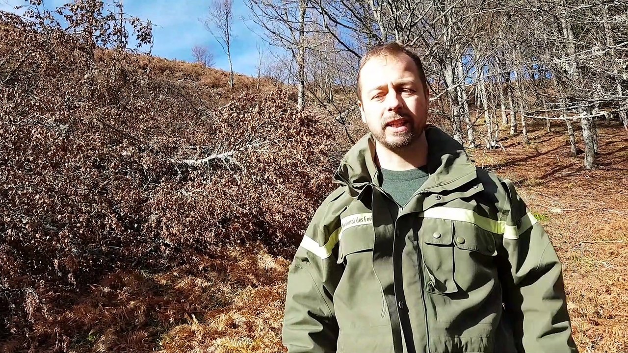 L'ONF agit pour le grand tétras en Ariège