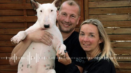 Robert Goetz, éleveur de bull-terriers à Rombas, en Moselle