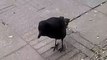 Rescued Crow Learns to Imitate Chickens