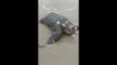 Morte de tartarugas gigantes no litoral do Paraná