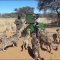 Ces soigneurs nourrissent 30 guépards... Même pas peur!