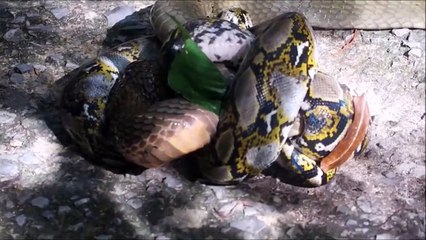 Cobra royal contre Python... Qui gagne???