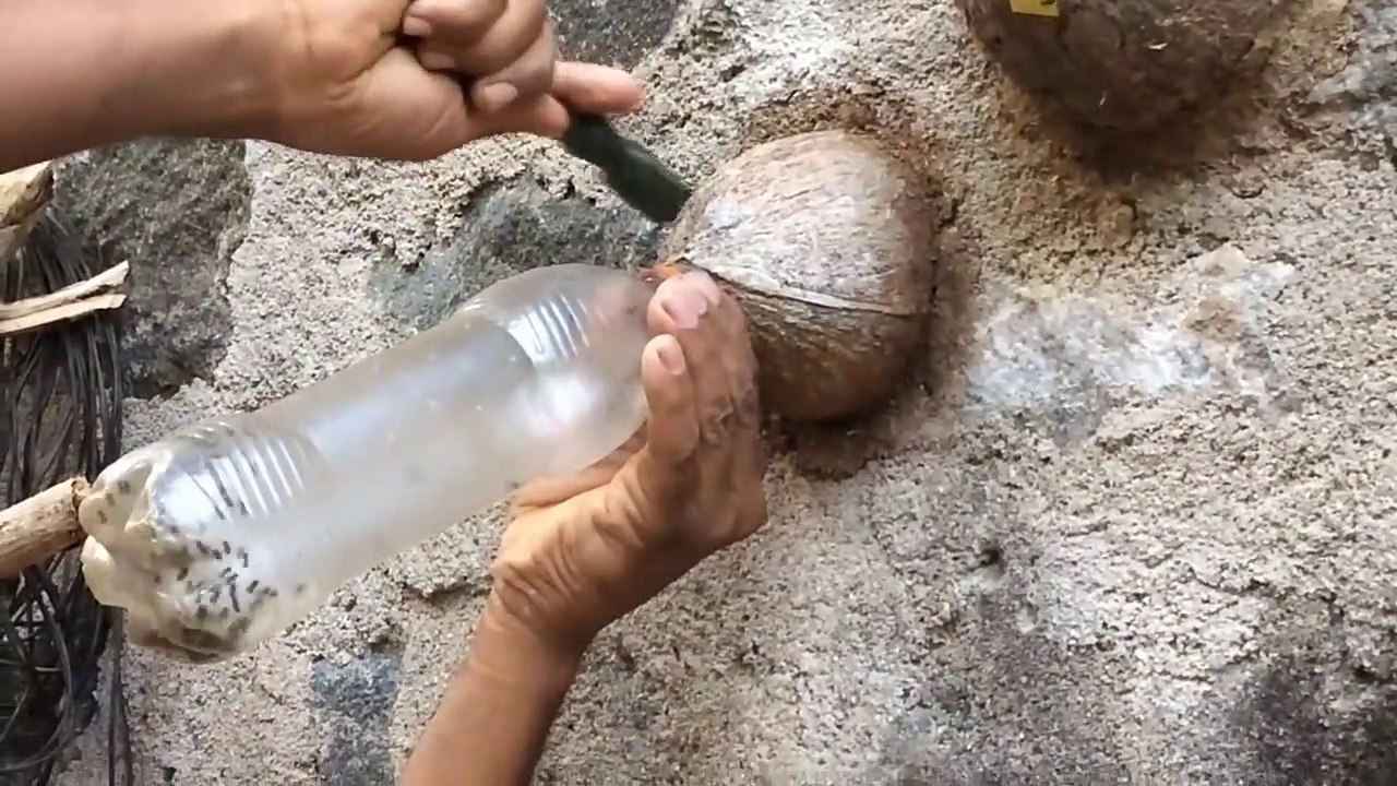 Il récolte du miel dans un nid d'abeille "Cheruthen stingless Bees"... technique impressionnante