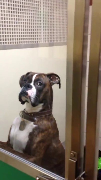 Quand ton chien te fais la gueule parce que tu l'as laissé une nuit chez le véto