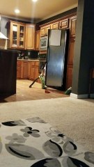 Spider Monkey Treat Time