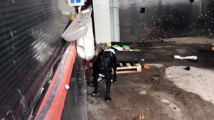 PİTBULL ATTACK AŞIRI DERECEDE SALDIRGAN