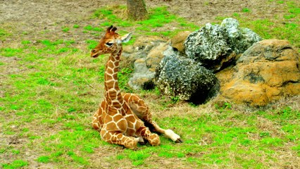 Baby Animals Series 1 04of13 Survival Lessons