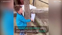 Hungry ostrich steals kid's popcorn