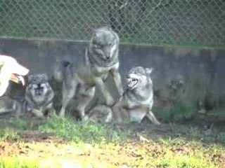 Domaine de ménez meur