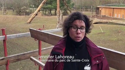 Au parc de Sainte-Croix à Rhodes : le territoire des coyotes