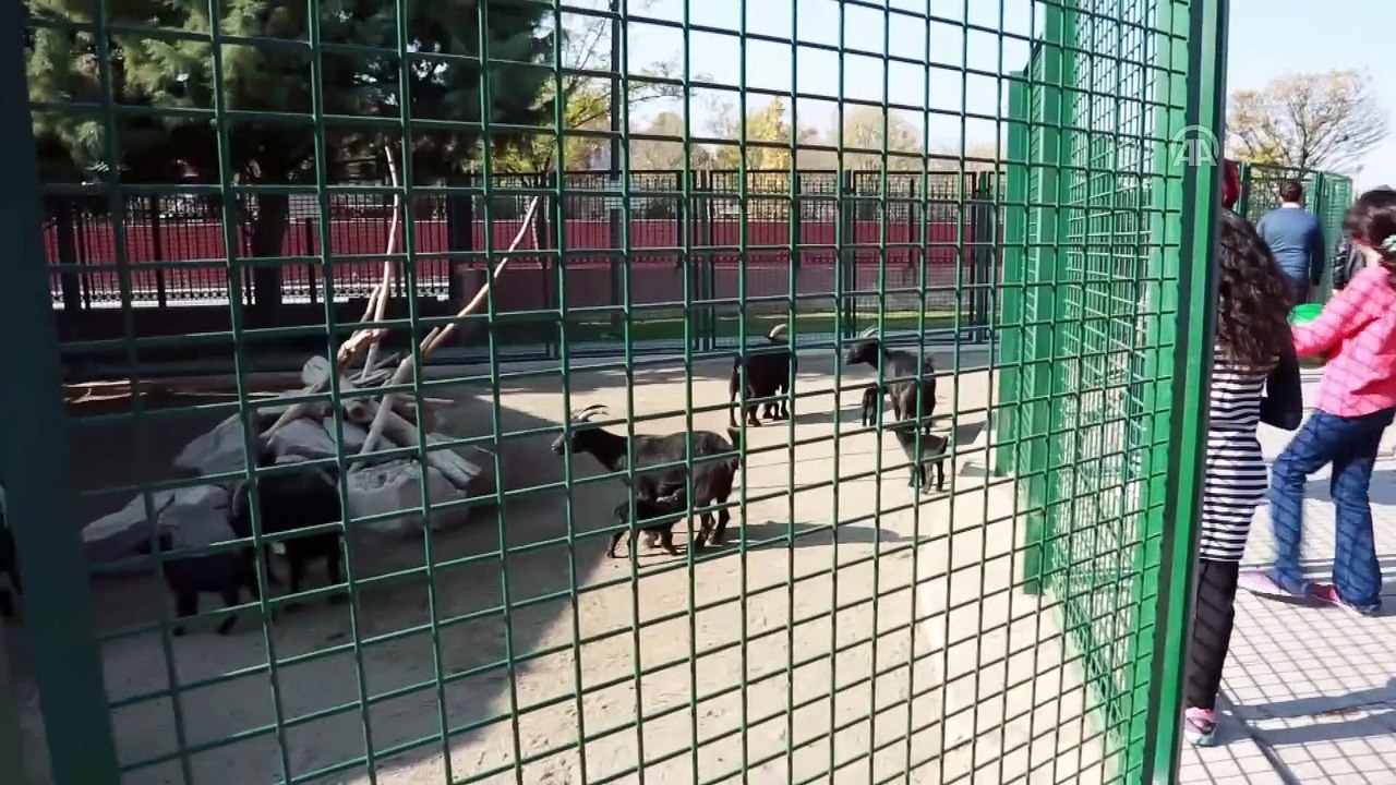 Cüce keçiler hayvanat bahçesinin maskotu oldu - ANKARA