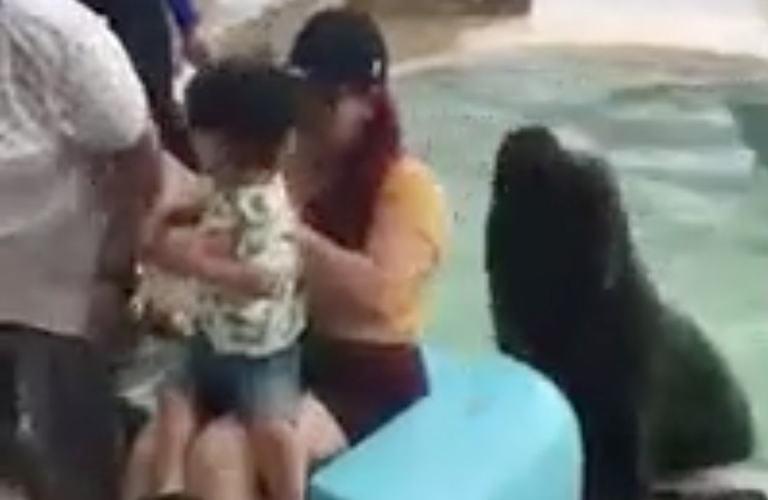 Un éléphant de mer surprend des touristes et s'invite sur leur photo de famille !