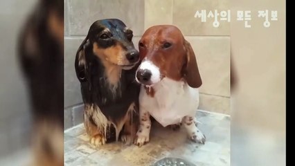 상주출장마사지[ÖlÖw2574w8799]『카톡↔st7744』【선입금NO!】상주출장안마 상주출장안마 출장안마코스 상주출장마사지-황제 상주출장마사지=상주콜걸