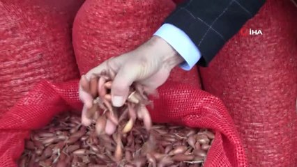 Geçen Yıl Çöpe Giden Arpacık Soğanı Bu Sene 7 Liradan Satılıyor