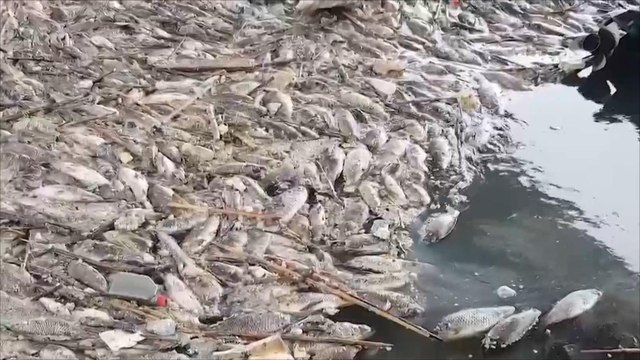 ما أسباب نفوق الأسماك بنهر الفرات؟