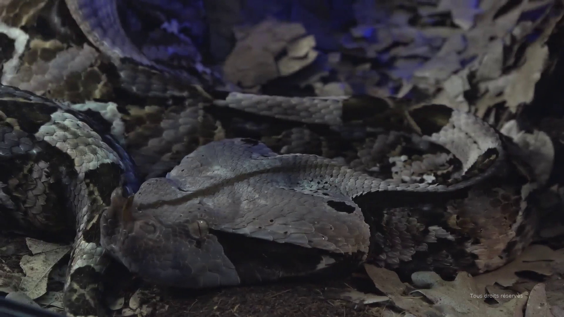 Cité/Palais bandes annonce