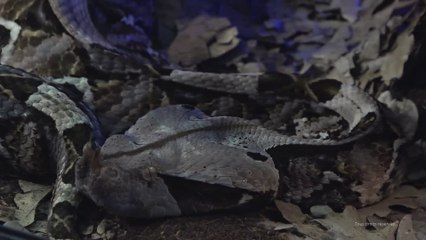 Teaser de l'exposition Poison