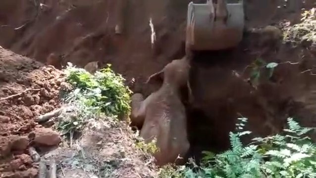 Ils sauvent le bébé de cette maman éléphant et elle va se montrer très reconnaissante en leur faisant coucou de la trompe