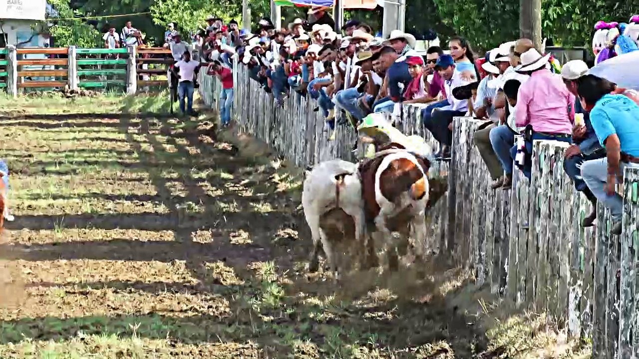 COLEO FESTIVAL DE LA PALMA  2018