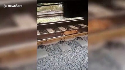 Street dog cheats death crawling under the wheels of a speeding train