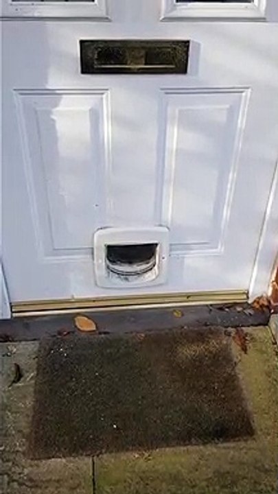 Un chien ne veut pas de publicité dans la boite à lettres