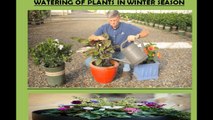 Plants Watering in Winter Season |Apk o Winter Maiy Kaisay apnay podho ko water Daina Chahiay |