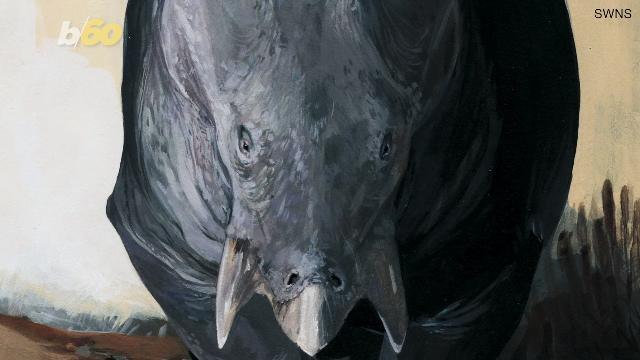 Fossils of Mammal Bigger Than an Elephant Reveal Animal Looked Like a Rhino AND a Turtle