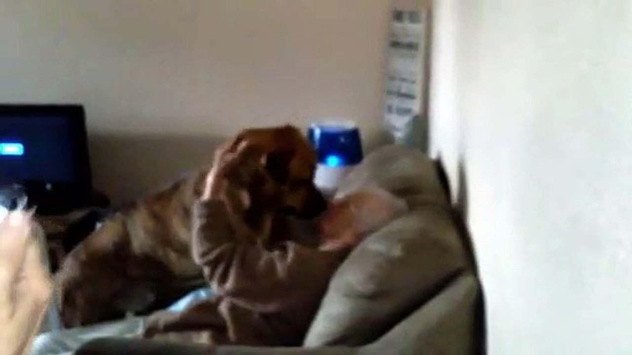 Ce chien montre tout son amour à cette vieille dame. Trop mignon !